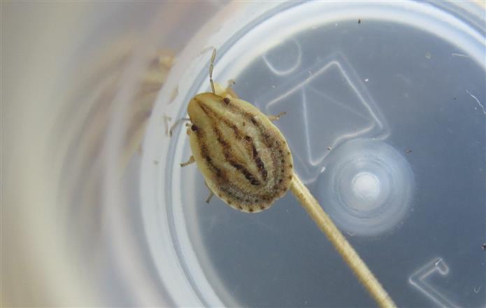 Pentatomidae:  ninfa di Sciocoris sp.